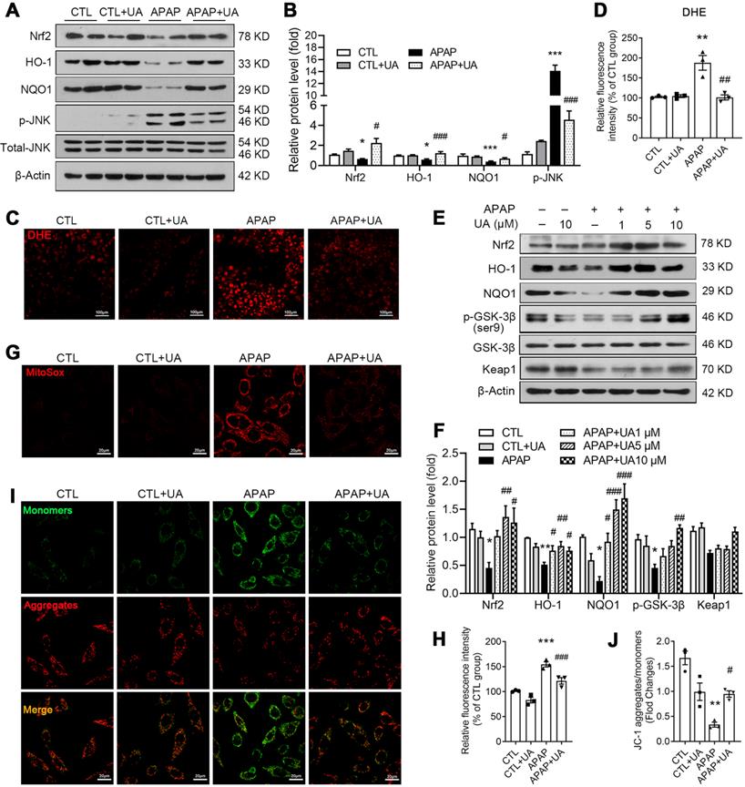 Int J Biol Sci Image