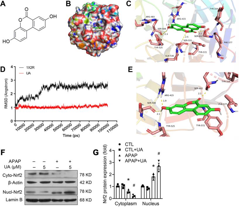 Int J Biol Sci Image