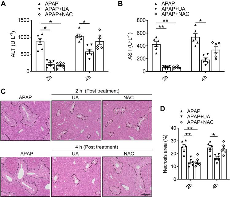 Int J Biol Sci Image