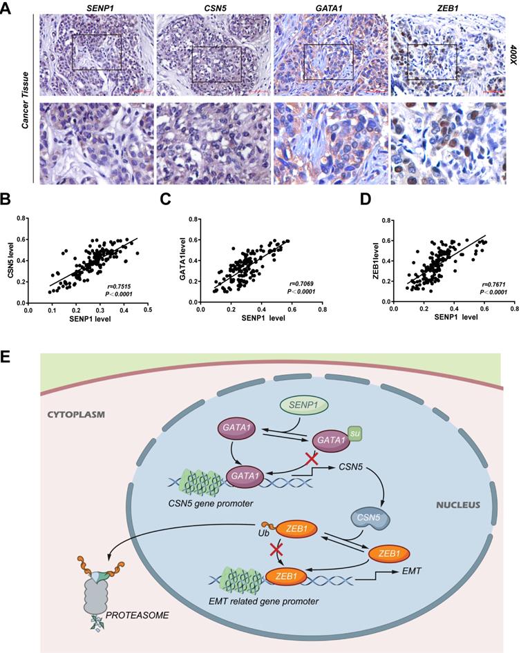 Int J Biol Sci Image