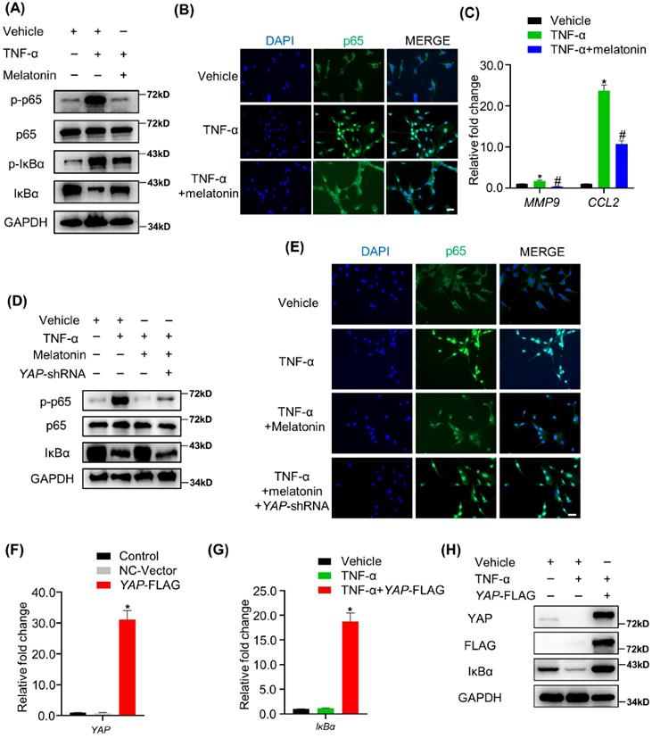 Int J Biol Sci Image