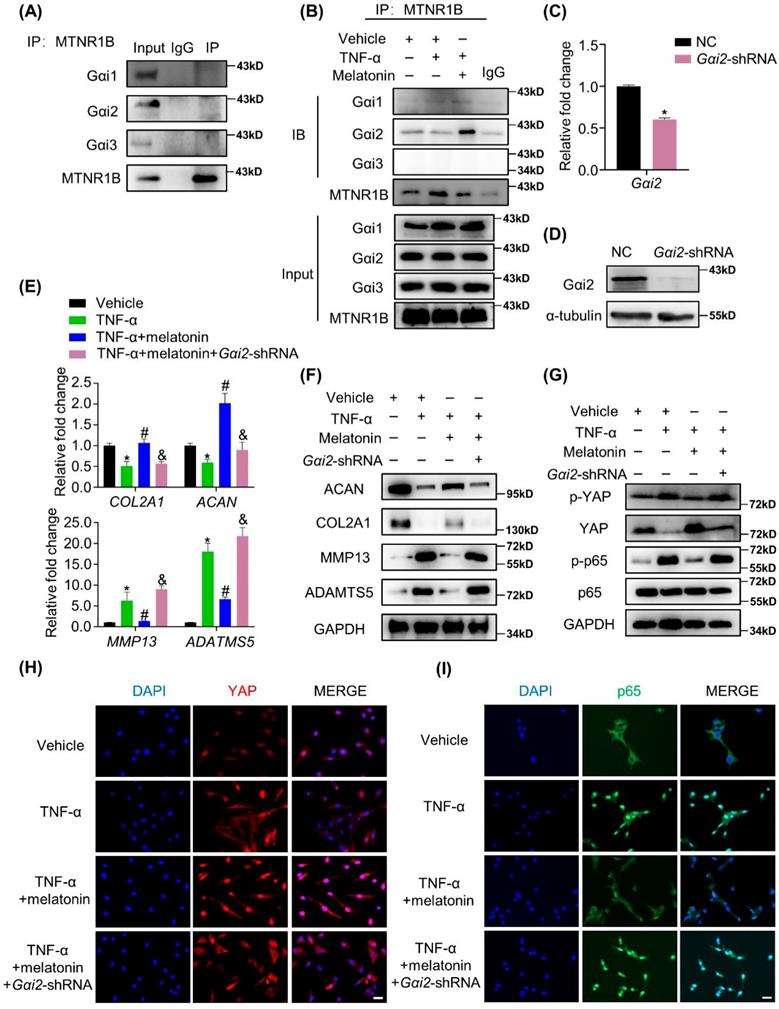 Int J Biol Sci Image