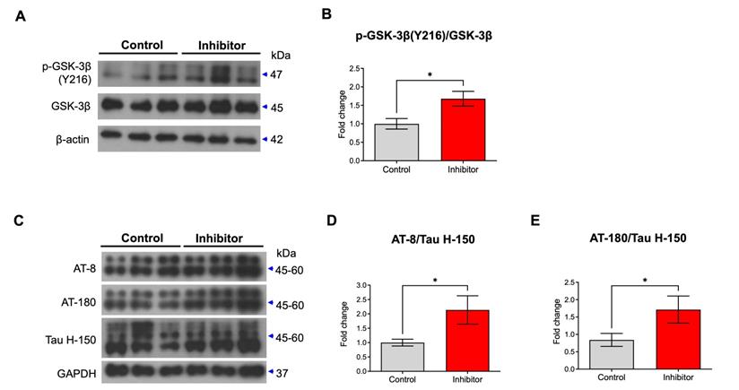 Int J Biol Sci Image