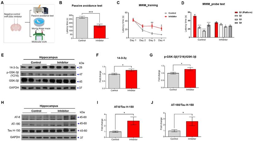 Int J Biol Sci Image