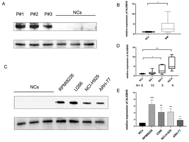 Int J Biol Sci Image