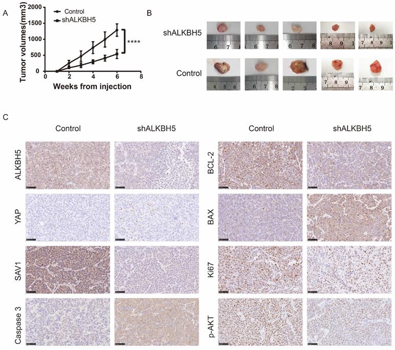 Int J Biol Sci Image