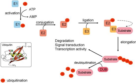 Int J Biol Sci Image