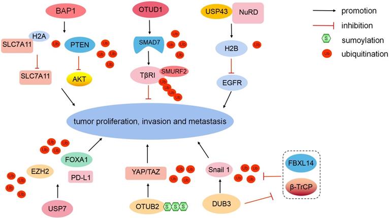 Int J Biol Sci Image