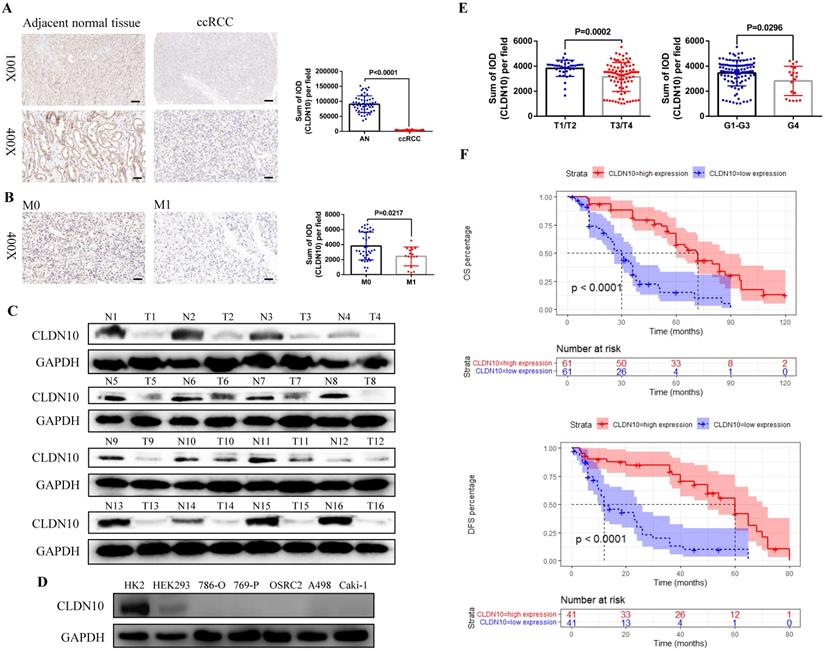 Int J Biol Sci Image