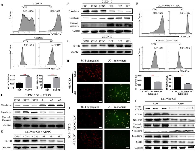 Int J Biol Sci Image