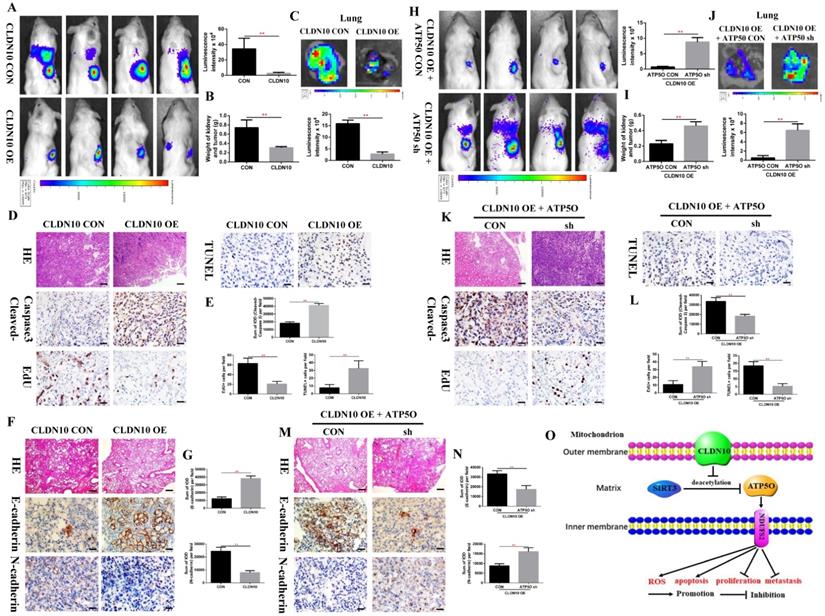 Int J Biol Sci Image