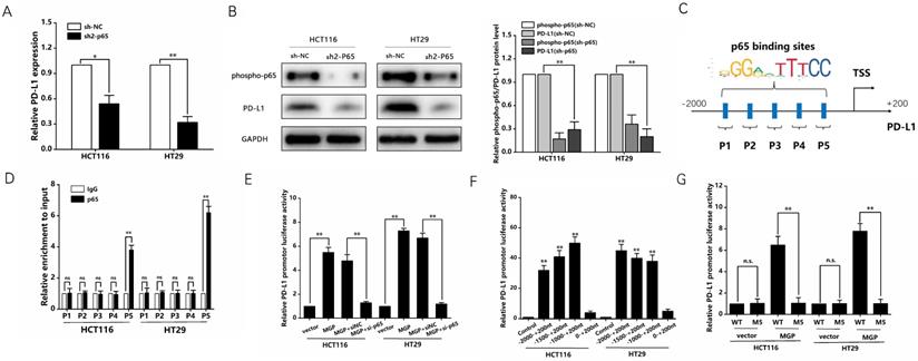 Int J Biol Sci Image