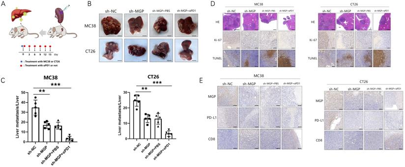 Int J Biol Sci Image