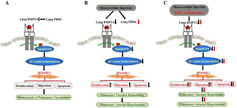 Int J Biol Sci Image