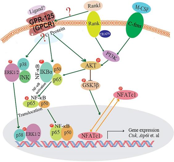 Int J Biol Sci Image