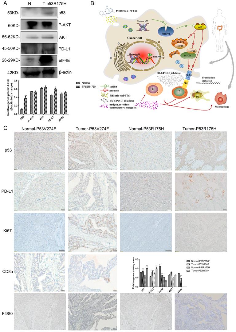 Int J Biol Sci Image