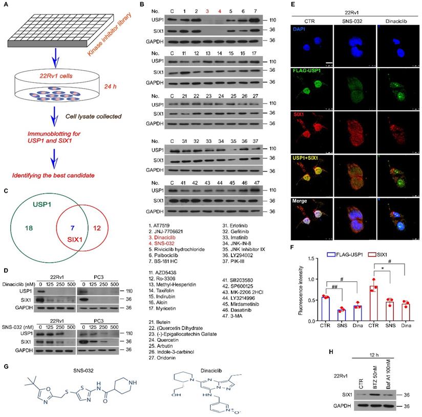 Int J Biol Sci Image