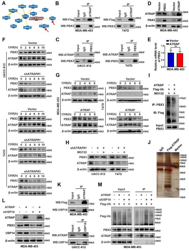 Int J Biol Sci Image