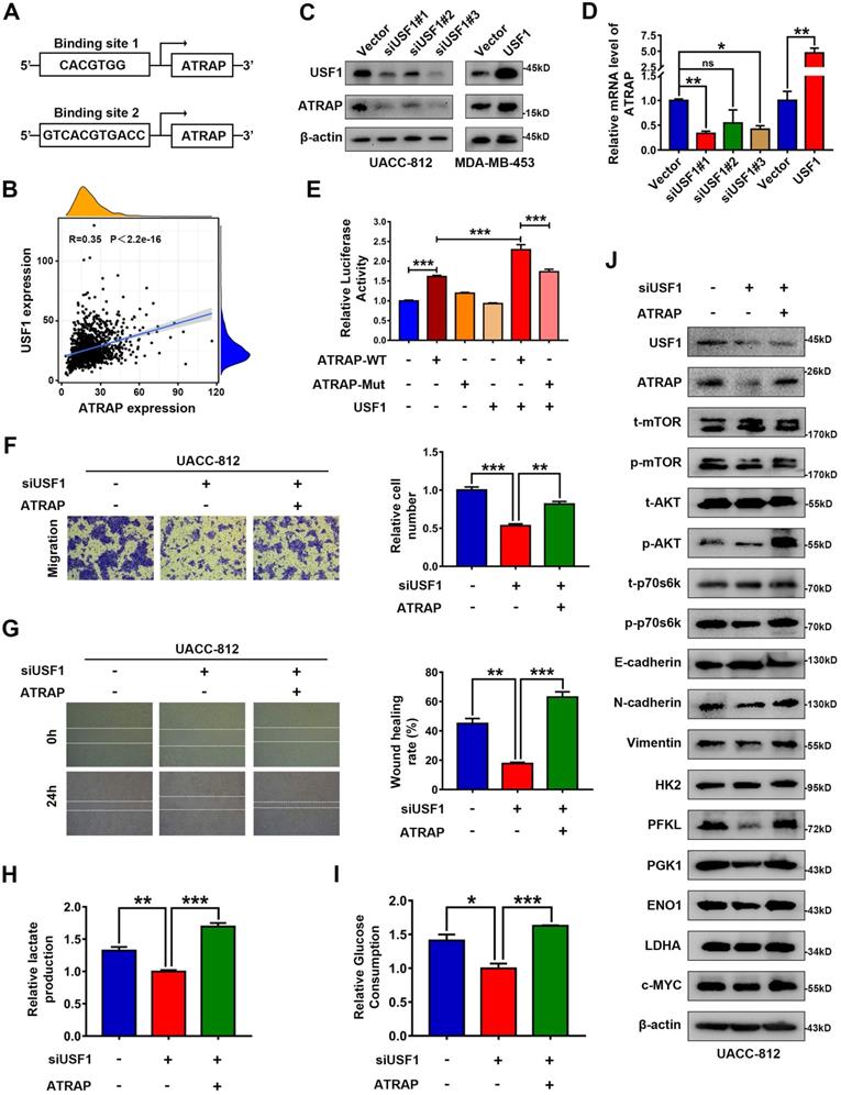 Int J Biol Sci Image