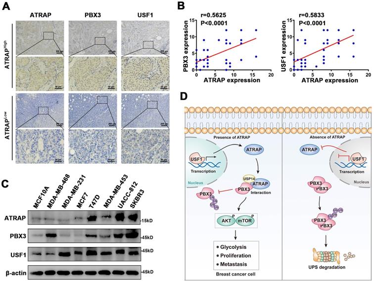 Int J Biol Sci Image