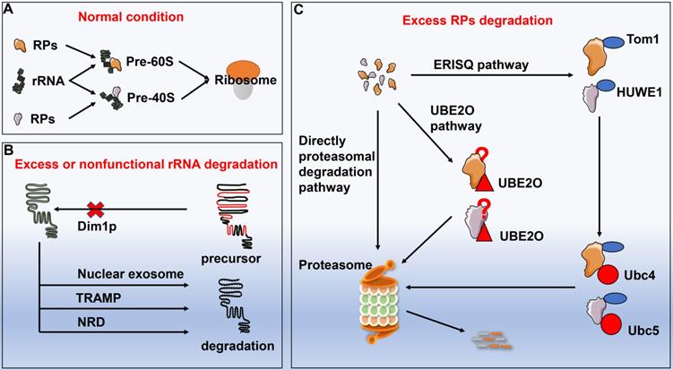 Int J Biol Sci Image