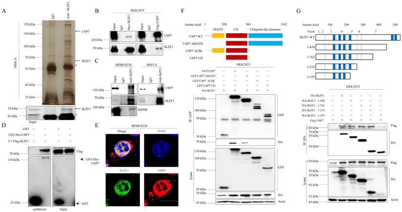 Int J Biol Sci Image