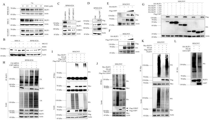 Int J Biol Sci Image