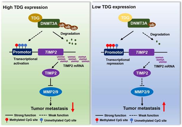 Int J Biol Sci Image