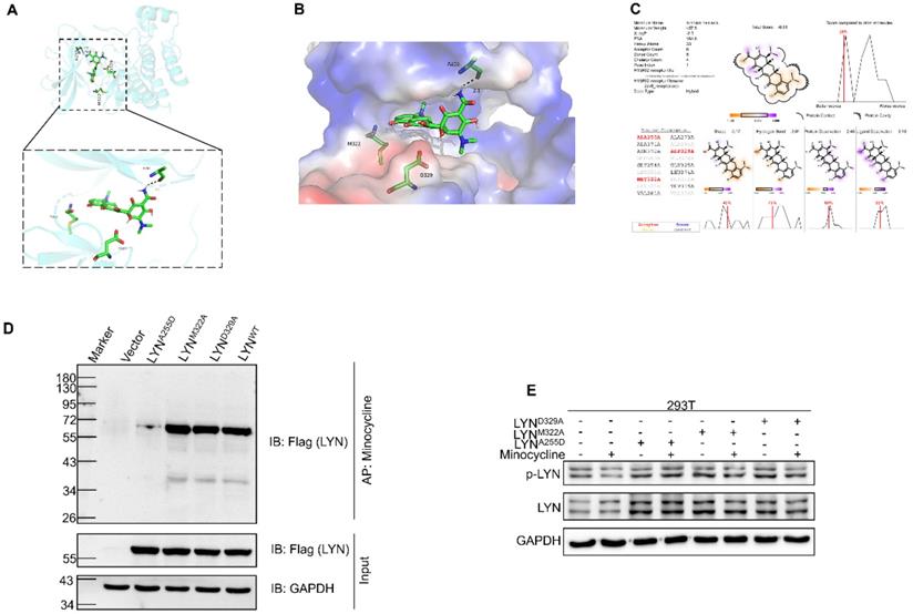 Int J Biol Sci Image