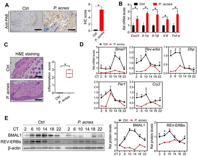 Int J Biol Sci Image