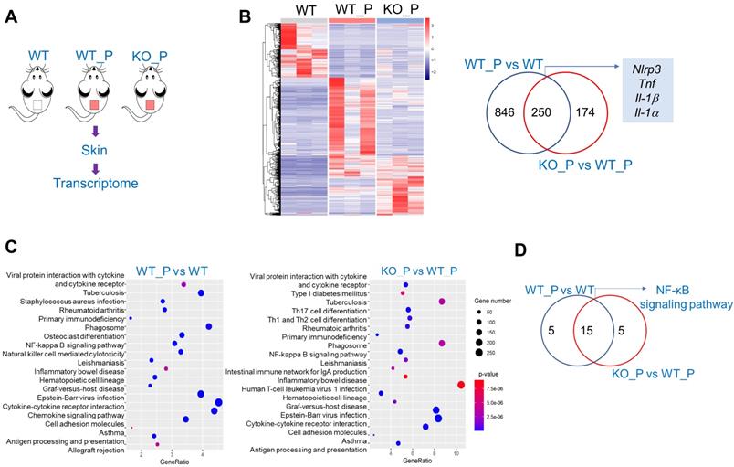 Int J Biol Sci Image