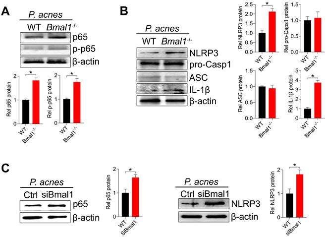 Int J Biol Sci Image