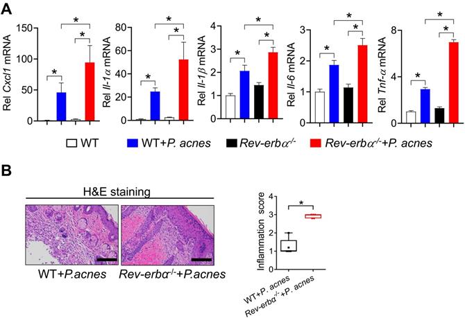 Int J Biol Sci Image