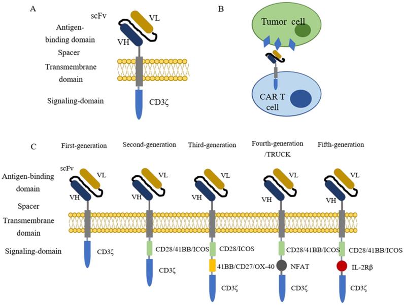 Int J Biol Sci Image