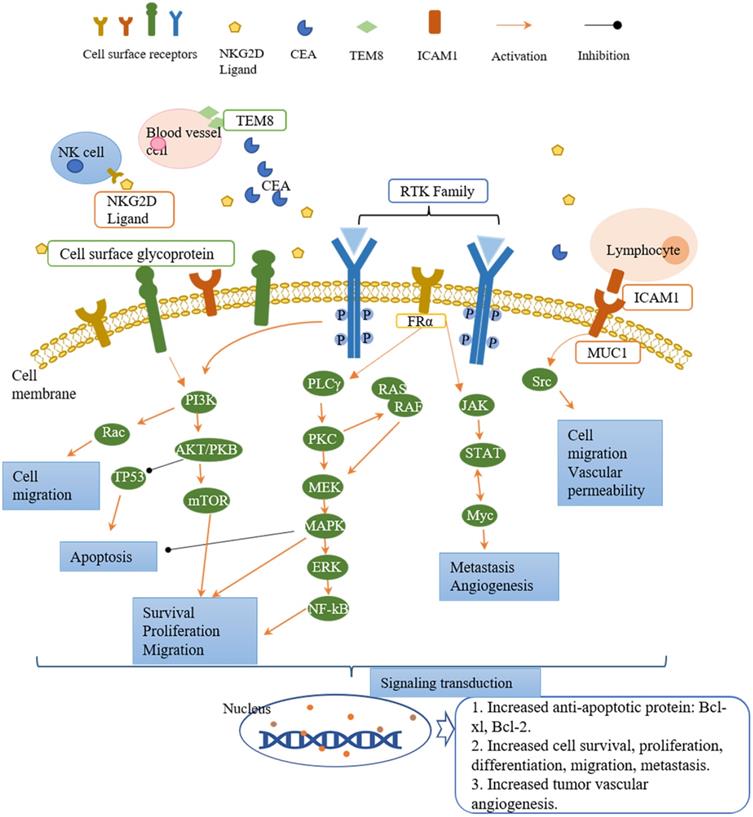 Int J Biol Sci Image