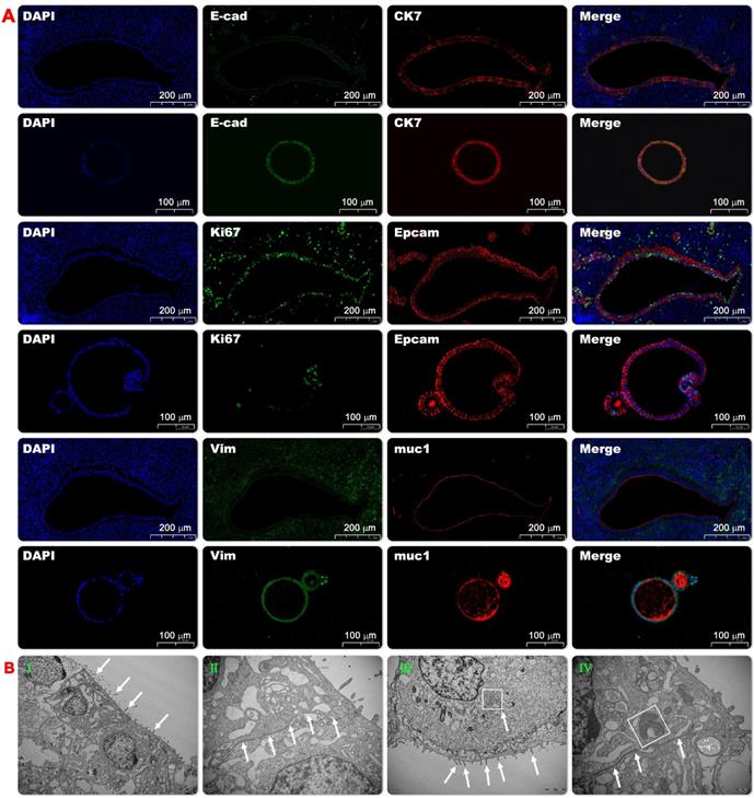 Int J Biol Sci Image