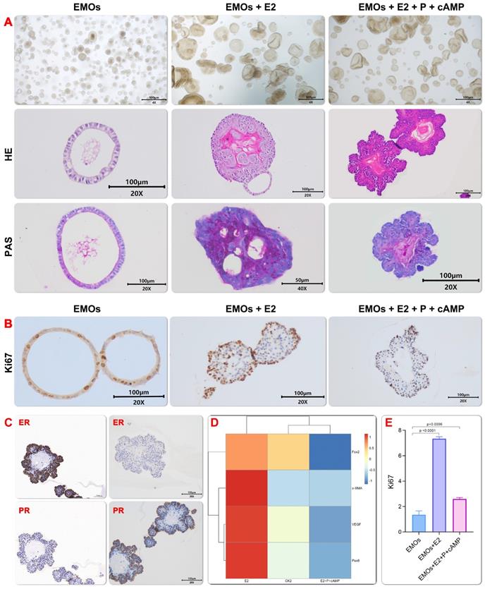 Int J Biol Sci Image