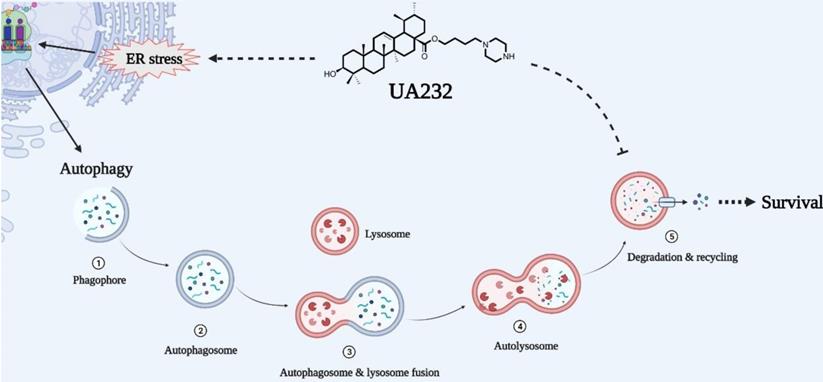 Int J Biol Sci Image