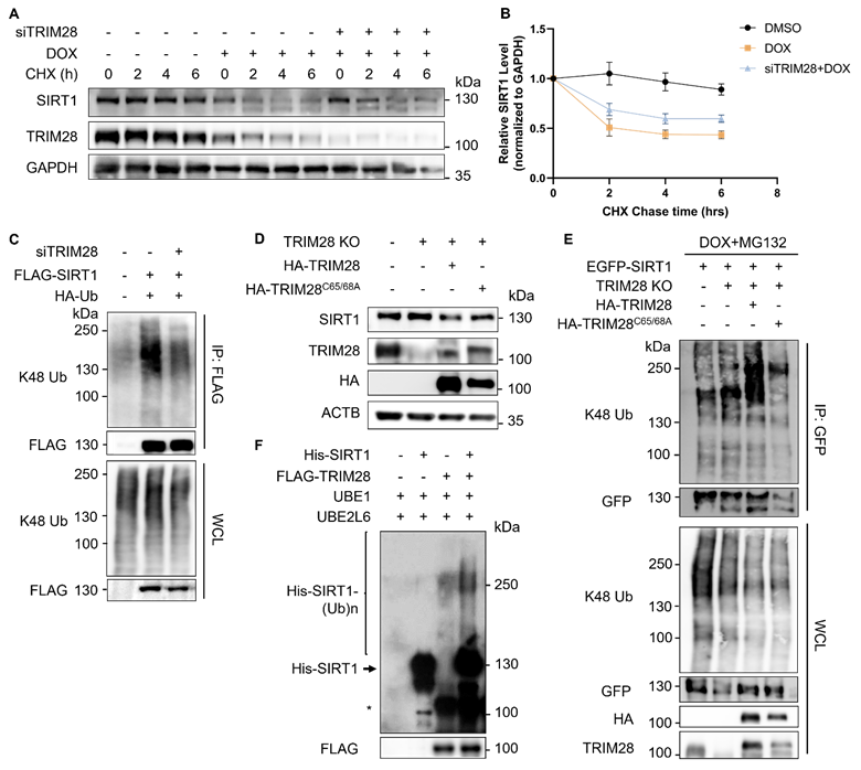 Post-translational Modification in Control of SIRT1 Stability during ...