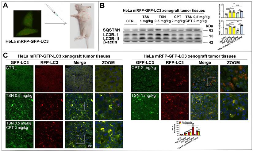 Int J Biol Sci Image