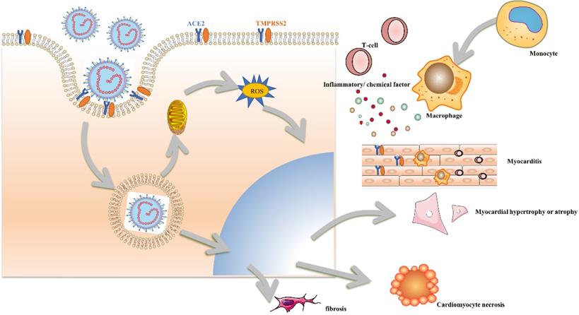 Int J Biol Sci Image