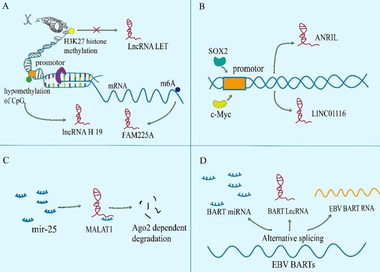 Int J Biol Sci Image