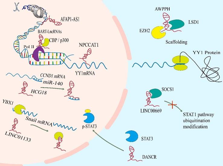 Int J Biol Sci Image