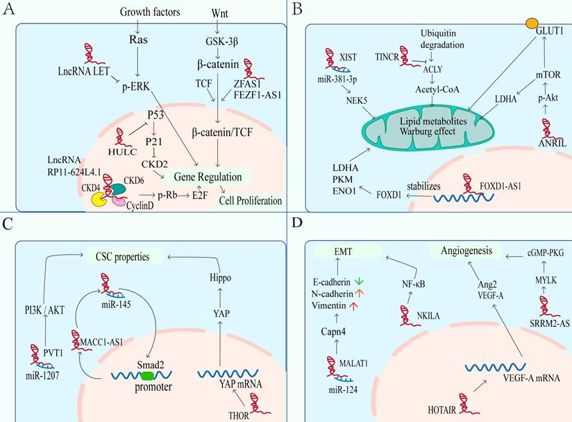 Int J Biol Sci Image