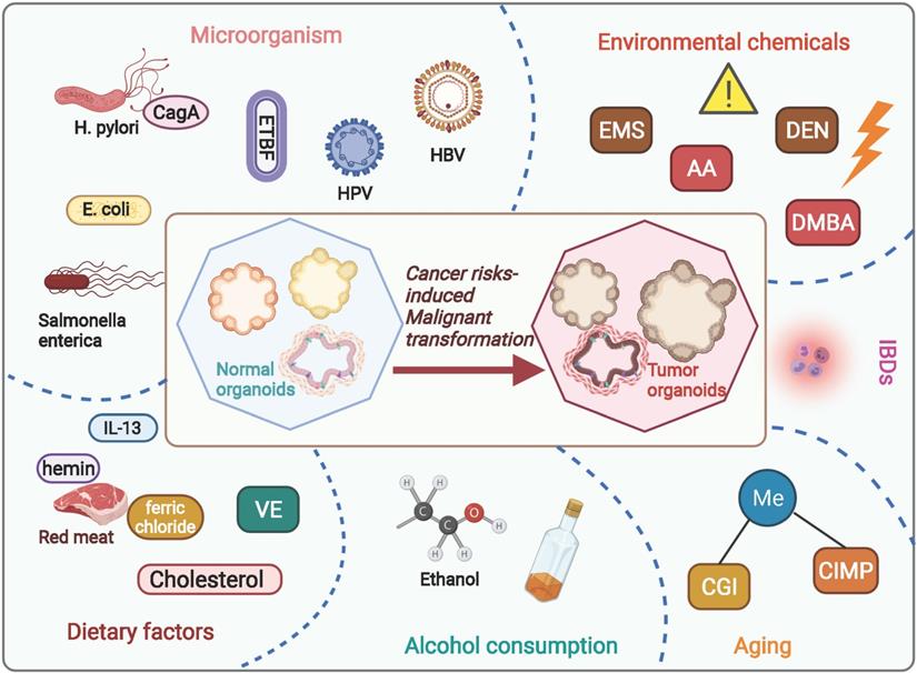 Int J Biol Sci Image