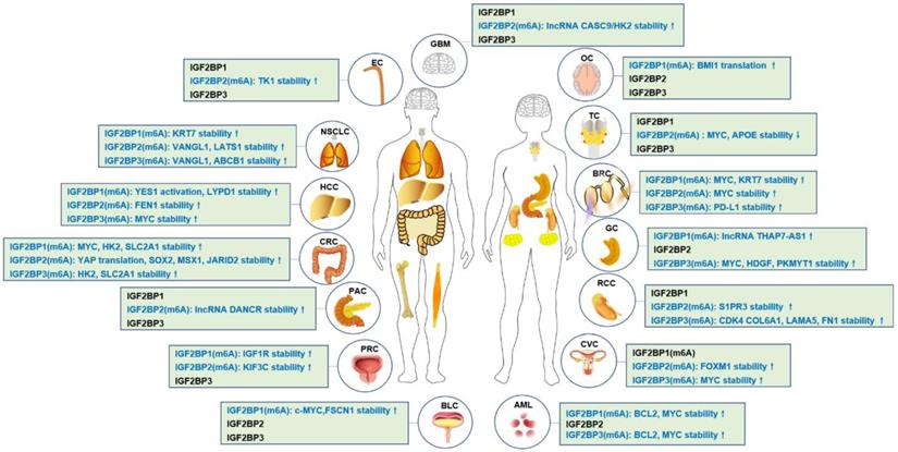 Int J Biol Sci Image