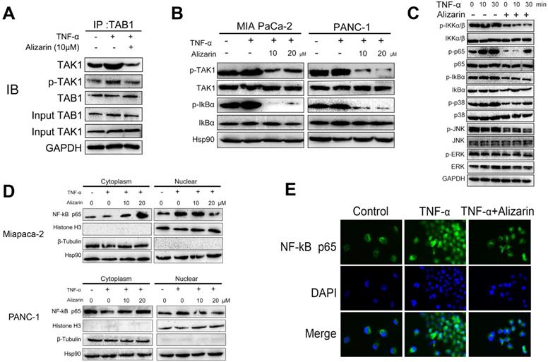 Int J Biol Sci Image