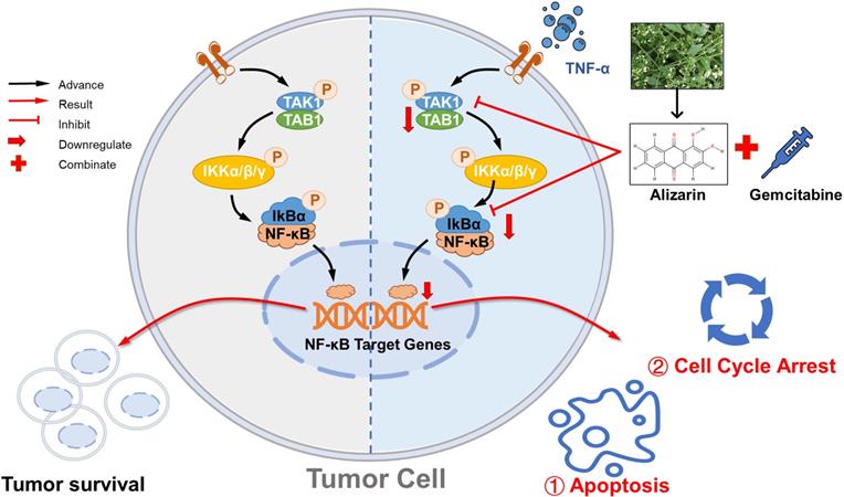 Int J Biol Sci Image