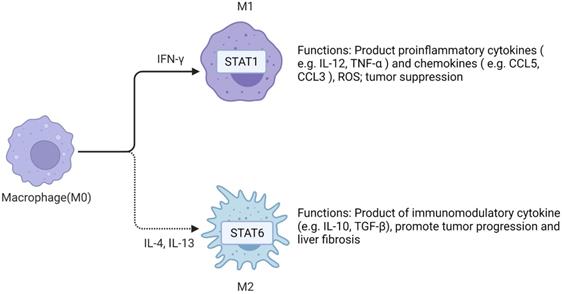 Int J Biol Sci Image