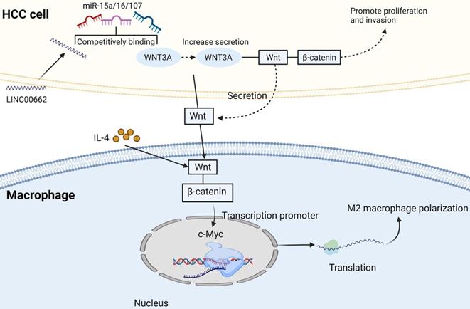 Int J Biol Sci Image